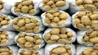 قیمت همه محصولات صیفی و سبزیجات گران میشود