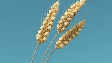 هشدار اکونومیست: فاجعه غذایی در راه است