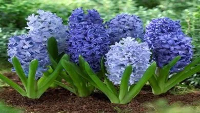 نگهداری از سنبل آبی در آپارتمانهای خودبپرهیزید