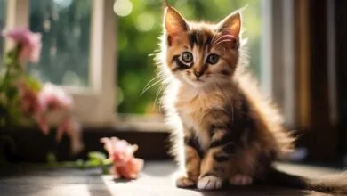 قیمت عجیب و غریب جراحی زیبایی حیوانات خانگی