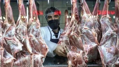 توزیع گوشت دولتی آغاز شد/ گوشت قرمز کیلویی ۳۱۵ هزار تومان