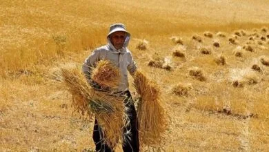 پرداخت مطالبات گندمکاران تا پایان شهریور ماه