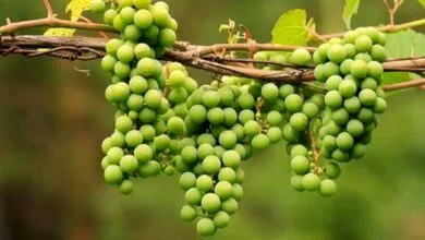 معجزهای برای کاهش وزن و تنظیم کلسترول!