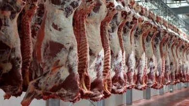 قیمت گوشت قرمز 300 هزارتومان اعلام شد، صحت دارد؟