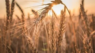 پرداخت ۱۷۰۰ میلیارد تومان از مطالبات گندمکاران