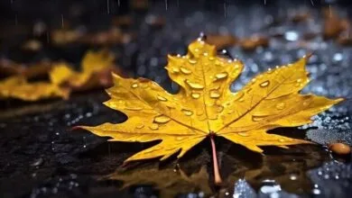 میزان بارشهای پاییزی در ایران امیدوارکننده شد