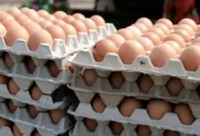 قیمت تخم مرغ اعلام شد/ بالاتر از این قیمت گرانفروشی است