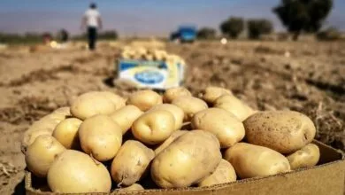 سیب زمینی وارداتی رسید/ توزیع با قیمتی زیر ۳۰ هزار تومان