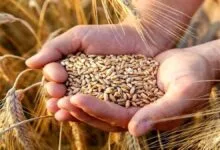 خبر مهم برای گندمکاران/ قیمت جدید گندم مشخص شد؟