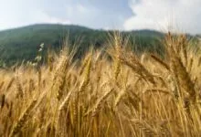 کاهش خرید تضمینی گندم/ مطالبات گندمکاران پرداخت شد
