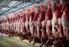 واقعیت ماجرای خودکفایی در تولید گوشت قرمز فاش شد