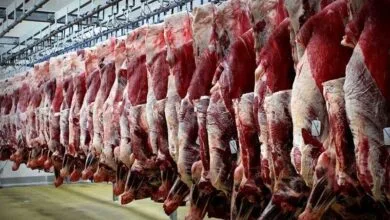 واقعیت ماجرای خودکفایی در تولید گوشت قرمز فاش شد