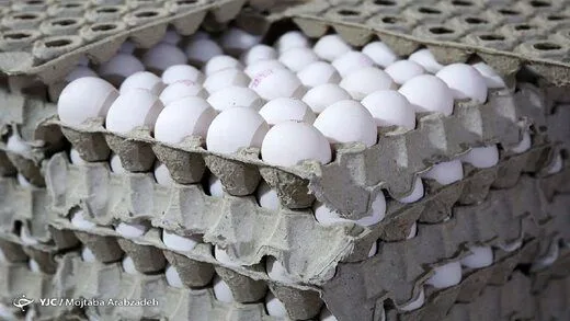 حقایق عجیبی درباره تخم مرغ