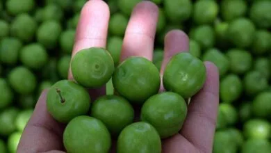 خواص درمانی گوجه سبز / هشدارهای مهم هنگام مصرف گوجه سبز