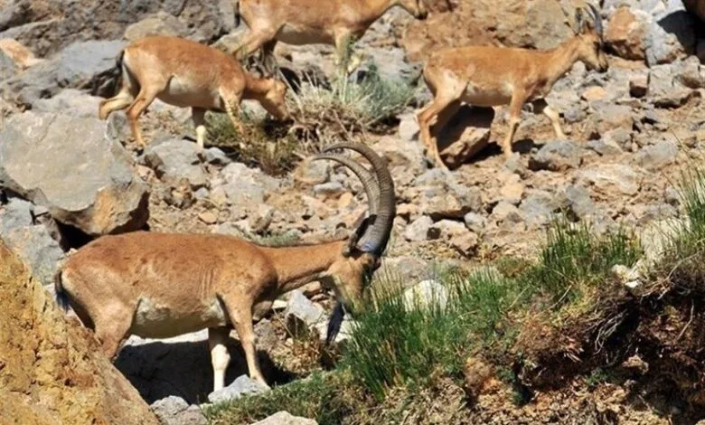 کشف فسیل ۱۰ میلیون ساله ردپای آهو در ماهنشان زنجان