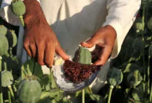 پرمصرف‌ترین مواد مخدر در ایران / تاریخچه مصرف تریاک در ایران
