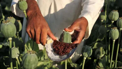 پرمصرف‌ترین مواد مخدر در ایران / تاریخچه مصرف تریاک در ایران