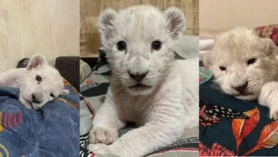 هیر و دنا بچه‌دار شدند