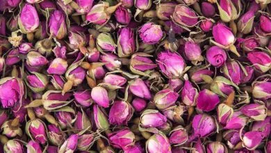 خواص معجزه آسای « گل محمدی » برای سلامتی بدن