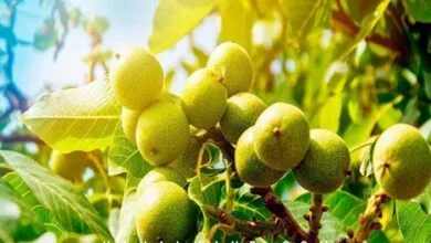 باغات تجاری خود را با بهترین نهال های گردو رونق ببخشید