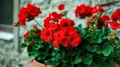 نکات مهم برای نگهداری صحیح از یک شمعدانی پرگل