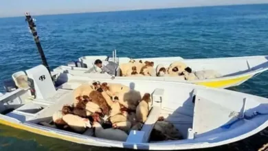 اقدام بی‌رحمانه قاچاقچیان درباره گوسفندهای زنده