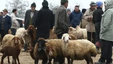 کاهش قیمت دام زنده به کیلویی ۲۵۰ تا ۲۷۰ هزار تومان