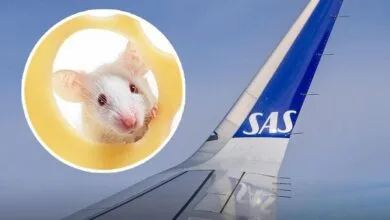 موش باعث فرود اضطراری یک هواپیما شد +جزئیات