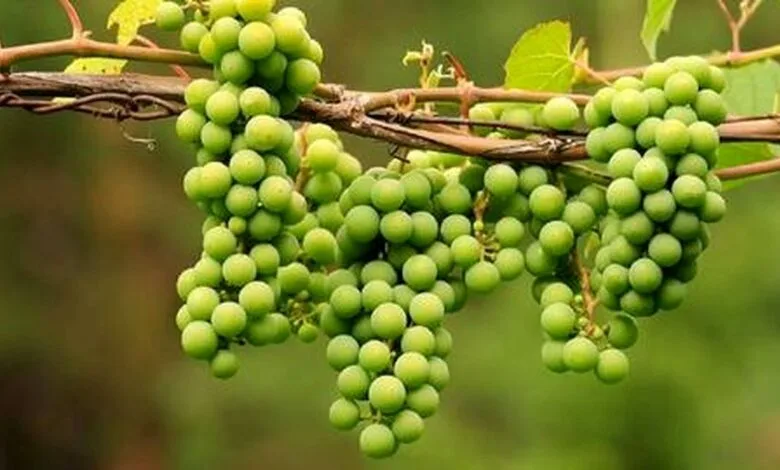 معجزه‌ای برای کاهش وزن و تنظیم کلسترول!