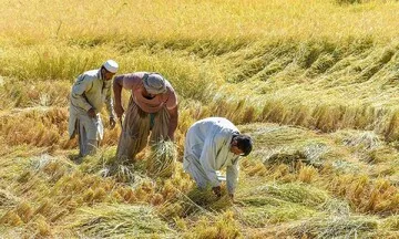 حمله وحشتناک افغان‌ها به مزرعه کشاورز ایرانی/ علت چیست؟