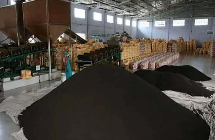 برگزاری مزایده ۸۴ میلیارد تومانی چای دبش در بندرعباس