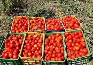 قیمت گوجه فرنگی ارزان می‌شود؟