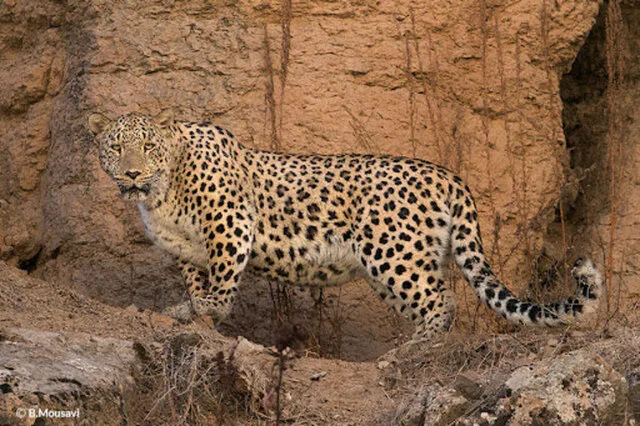 حمله پلنگ به یک نفر در یکی از روستاهای اردبیل