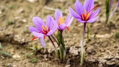 افزایش چشم‌گیر قیمت زعفران