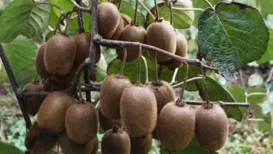 قیمت کیوی سر به فلک کشید