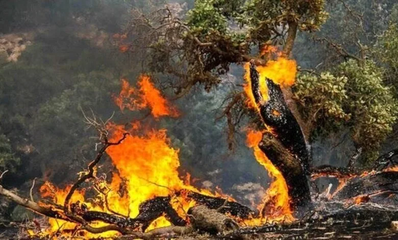 آتش در جنگل‌های مازندران /اطفای حریق با بالگرد