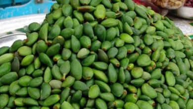 نوبرانه‌ای که همه را شگفت‌زده کرد!