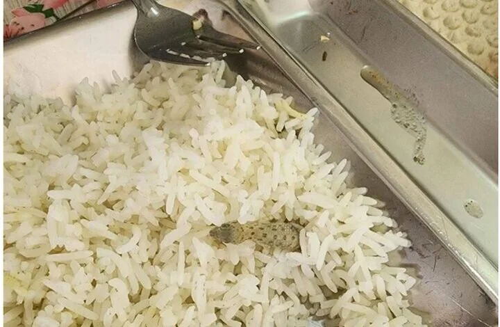 واکنش دانشگاه علوم پزشکی کاشان به مارمولک خبرساز