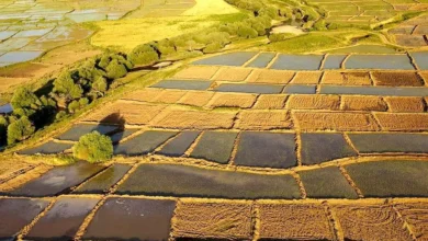 خبر خوش وزیر دادگستری برای کشاورزان؛ زمین‌های خرد هم سند رسمی می‌گیرند